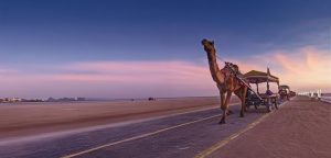 Finding Home in My Roots